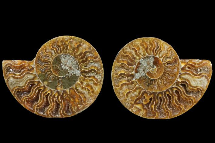 Cut & Polished Ammonite Fossil - Agatized #78361